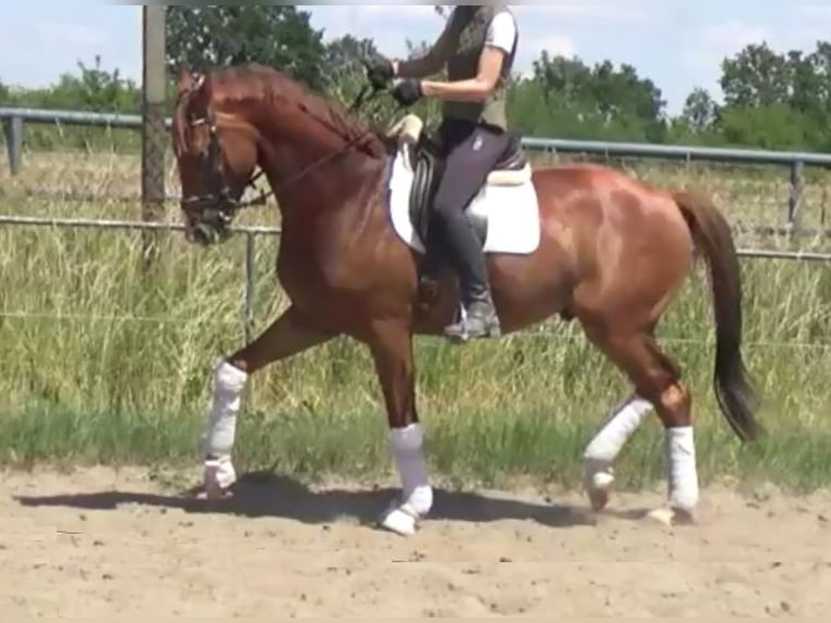 Hannoveriano Caballo castrado 7 años 172 cm Alazán in Berlin