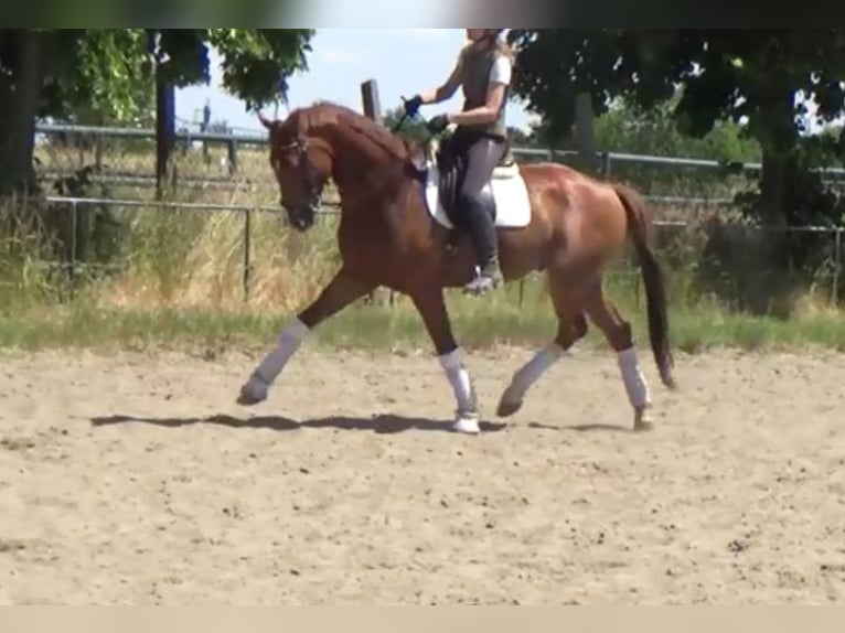 Hannoveriano Caballo castrado 7 años 172 cm Alazán in Berlin