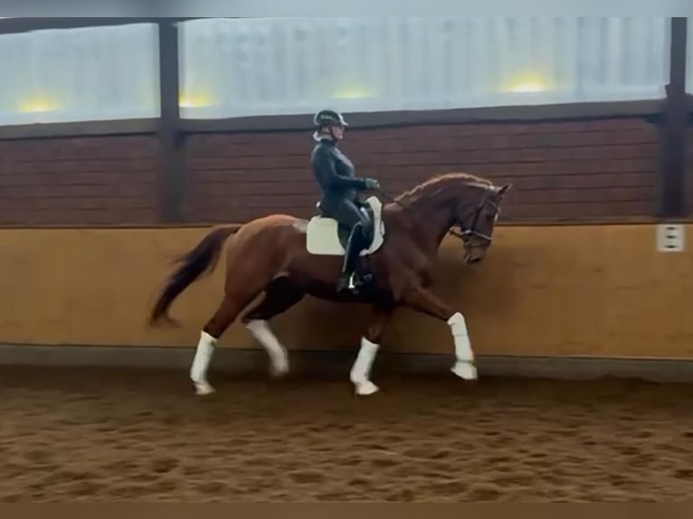 Hannoveriano Caballo castrado 7 años 172 cm Alazán in Selsingen