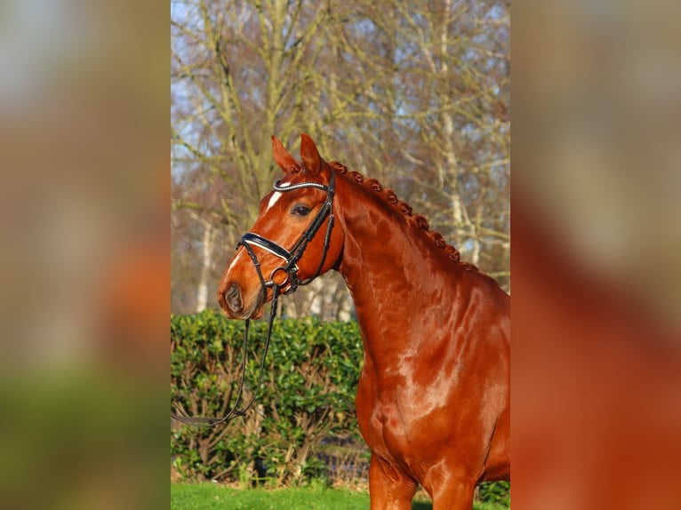 Hannoveriano Caballo castrado 7 años 172 cm Alazán in Selsingen