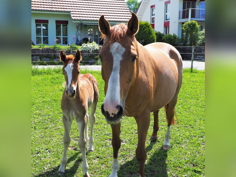 Hannoveriano Caballo castrado 7 años 172 cm Alazán in R&#xFC;egsauschachen