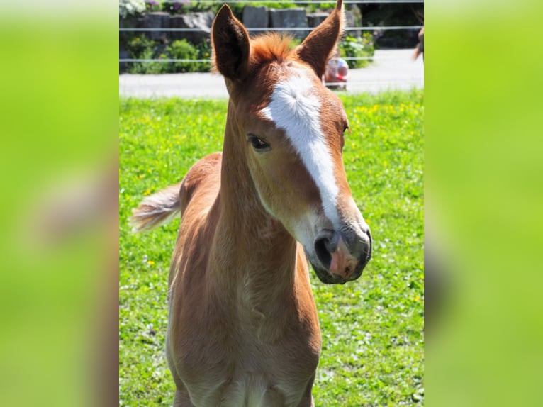 Hannoveriano Caballo castrado 7 años 172 cm Alazán in R&#xFC;egsauschachen