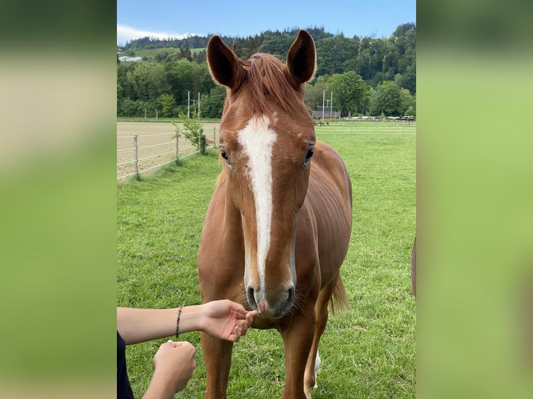 Hannoveriano Caballo castrado 7 años 172 cm Alazán in R&#xFC;egsauschachen
