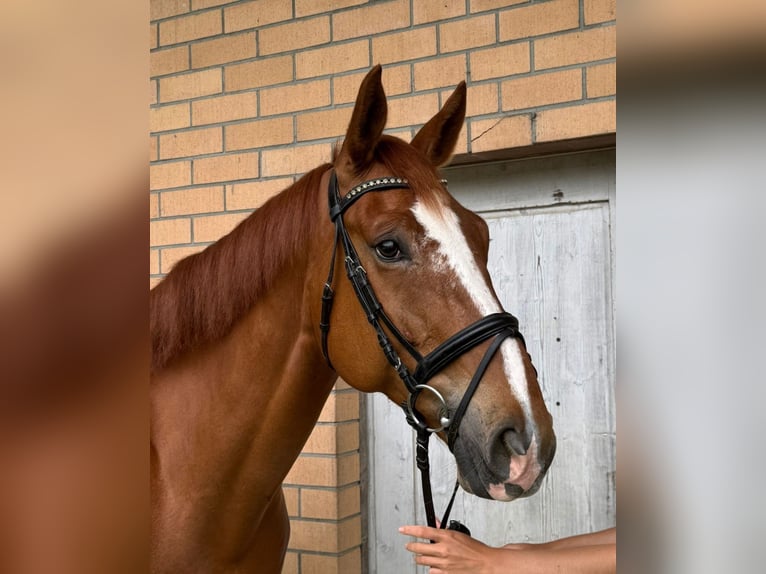 Hannoveriano Caballo castrado 7 años 172 cm Alazán in R&#xFC;egsauschachen