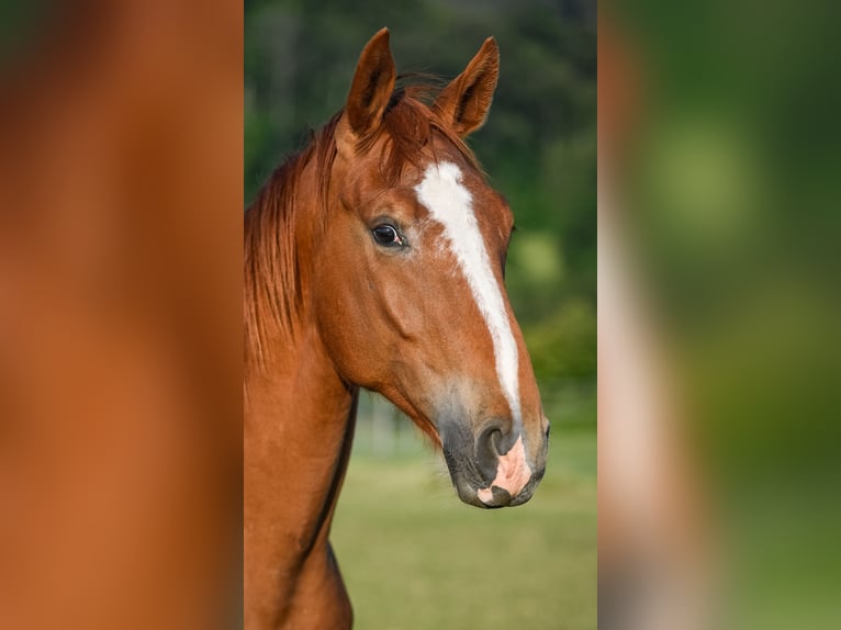 Hannoveriano Caballo castrado 7 años 172 cm Alazán in R&#xFC;egsauschachen