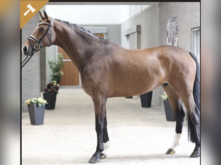 Hannoveriano Caballo castrado 7 años 172 cm Castaño in Asperup