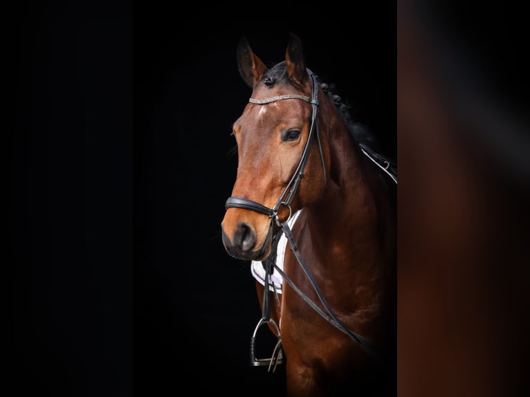 Hannoveriano Caballo castrado 7 años 172 cm Castaño in Ro&#xDF;dorf