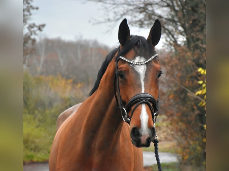 Hannoveriano Caballo castrado 7 años 172 cm Castaño in Düren