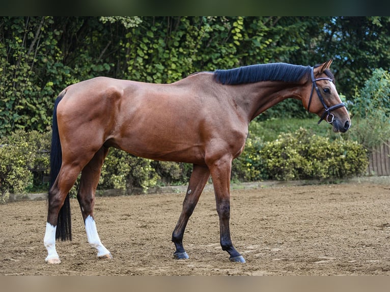 Hannoveriano Caballo castrado 7 años 172 cm Castaño in Riedstadt