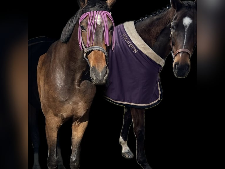 Hannoveriano Caballo castrado 7 años 172 cm Castaño oscuro in Niedereschach