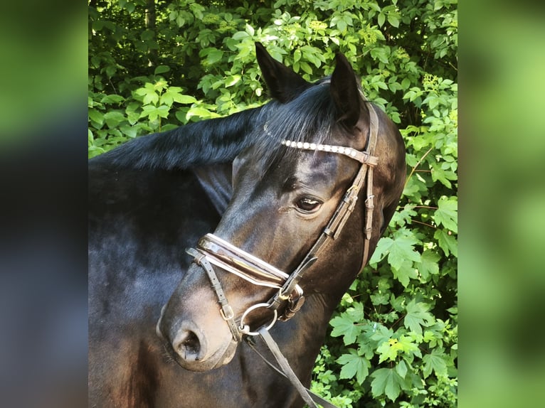 Hannoveriano Caballo castrado 7 años 172 cm Morcillo in Braunschweig