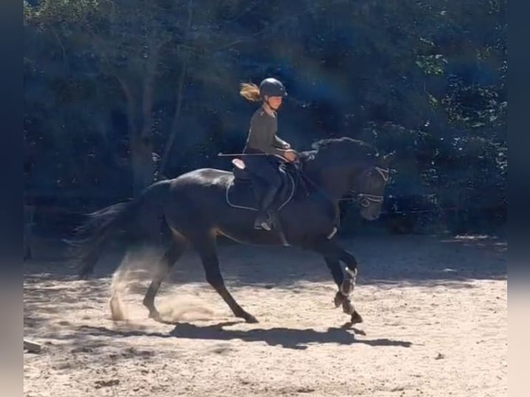 Hannoveriano Caballo castrado 7 años 172 cm Morcillo in Braunschweig