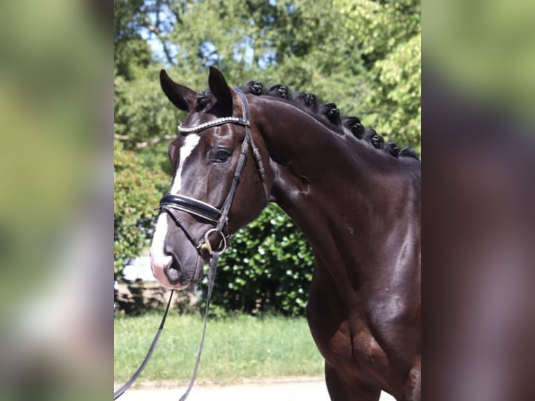 Hannoveriano Caballo castrado 7 años 172 cm Morcillo in Sint-Truiden