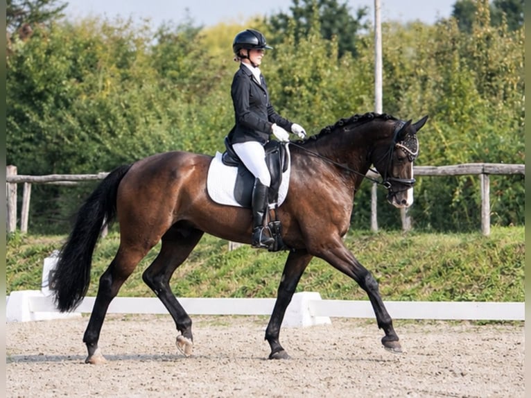 Hannoveriano Caballo castrado 7 años 172 cm Morcillo in Sint-Truiden