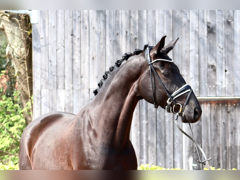 Hannoveriano Caballo castrado 7 años 172 cm Negro in Oyten