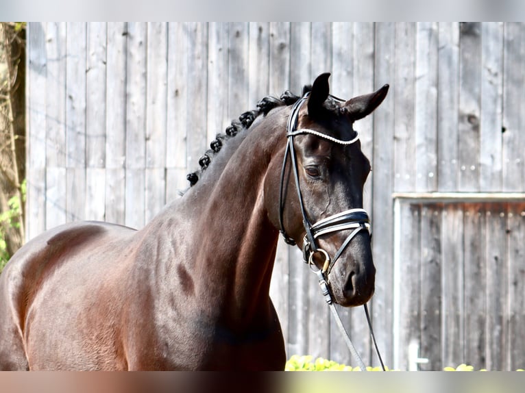 Hannoveriano Caballo castrado 7 años 172 cm Negro in Oyten