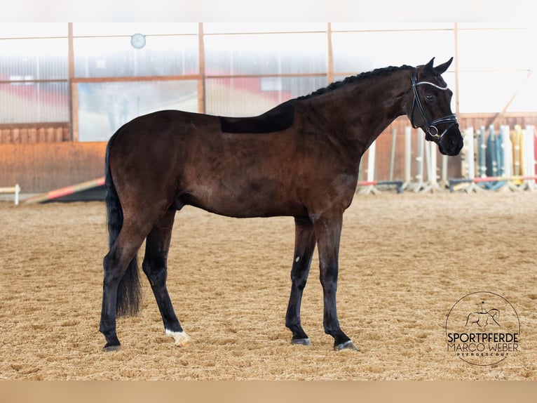 Hannoveriano Caballo castrado 7 años 172 cm Negro in Egestorf