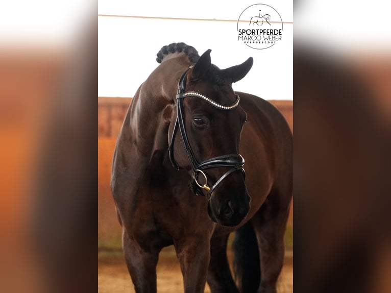 Hannoveriano Caballo castrado 7 años 172 cm Negro in Egestorf