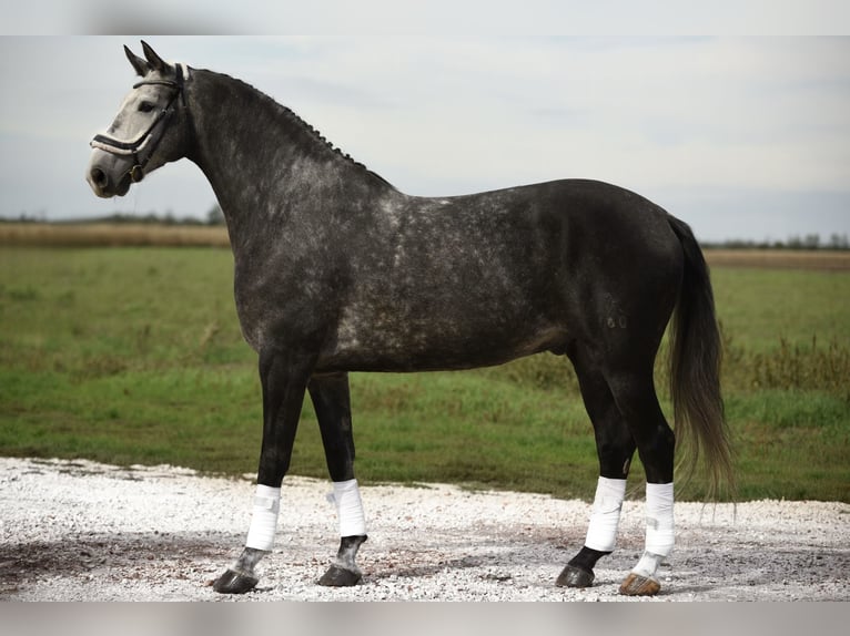 Hannoveriano Caballo castrado 7 años 172 cm Tordo in Cegléd