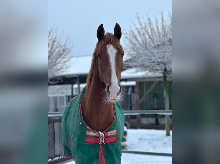 Hannoveriano Caballo castrado 7 años 173 cm Alazán in Hennef