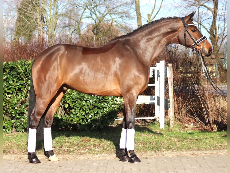 Hannoveriano Caballo castrado 7 años 173 cm Castaño in Selsingen