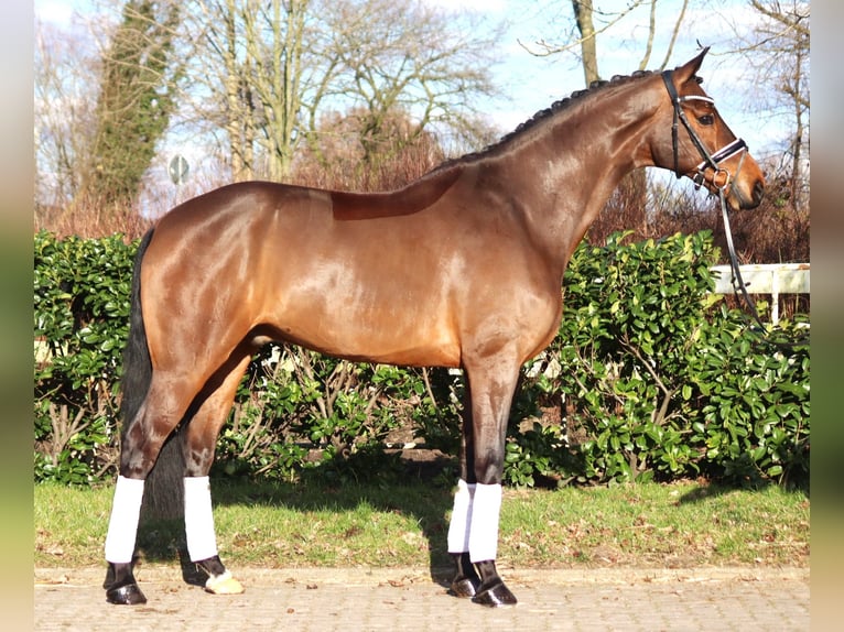 Hannoveriano Caballo castrado 7 años 173 cm Castaño in Selsingen