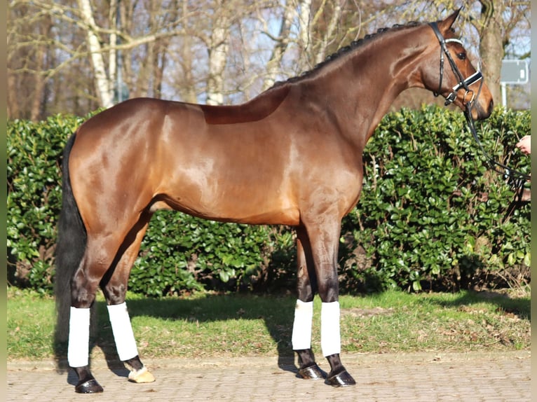 Hannoveriano Caballo castrado 7 años 173 cm Castaño in Selsingen