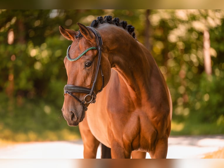 Hannoveriano Caballo castrado 7 años 173 cm Castaño in Wehringen