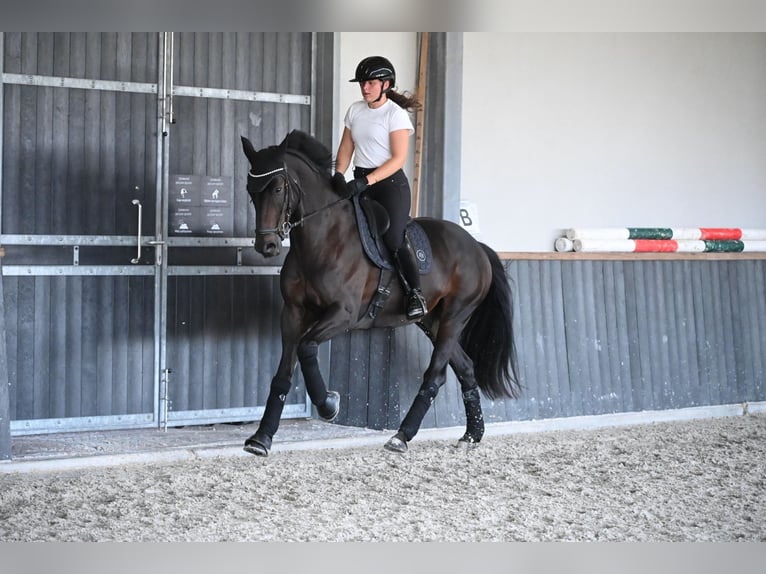 Hannoveriano Caballo castrado 7 años 173 cm Castaño oscuro in Landau