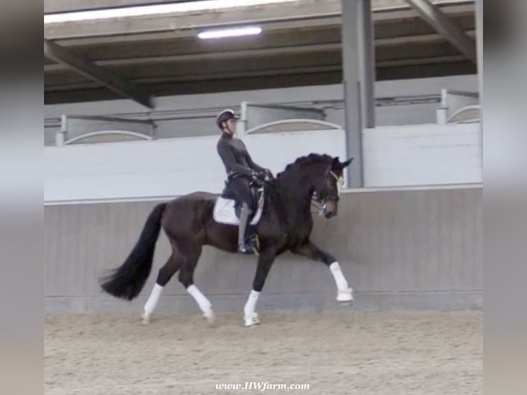 Hannoveriano Caballo castrado 7 años 173 cm Castaño oscuro in Nottuln