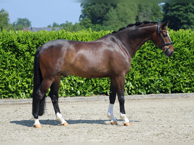 Hannoveriano Caballo castrado 7 años 173 cm Castaño oscuro in Nottuln