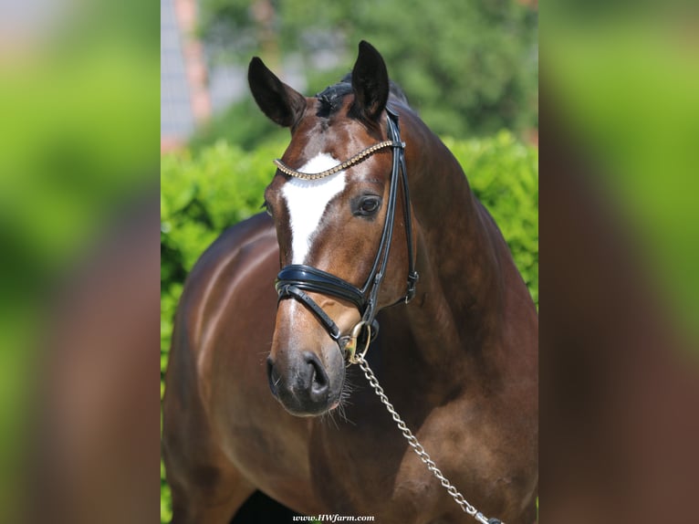 Hannoveriano Caballo castrado 7 años 173 cm Castaño oscuro in Nottuln