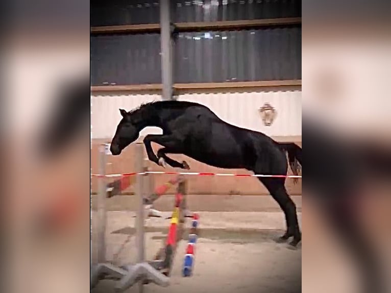 Hannoveriano Caballo castrado 7 años 173 cm Negro in Sehnde