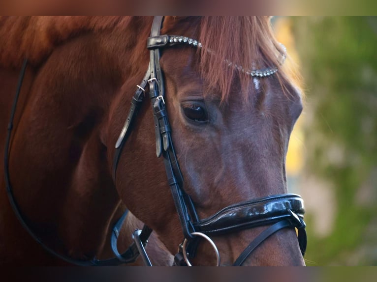 Hannoveriano Caballo castrado 7 años 174 cm Alazán-tostado in Aerzen