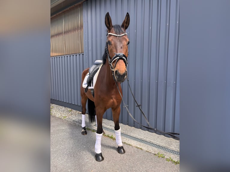 Hannoveriano Caballo castrado 7 años 174 cm Castaño in Aalen