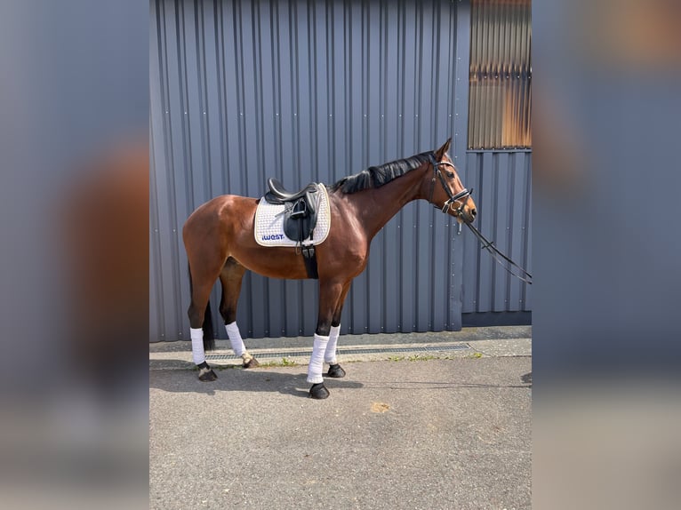 Hannoveriano Caballo castrado 7 años 174 cm Castaño in Aalen