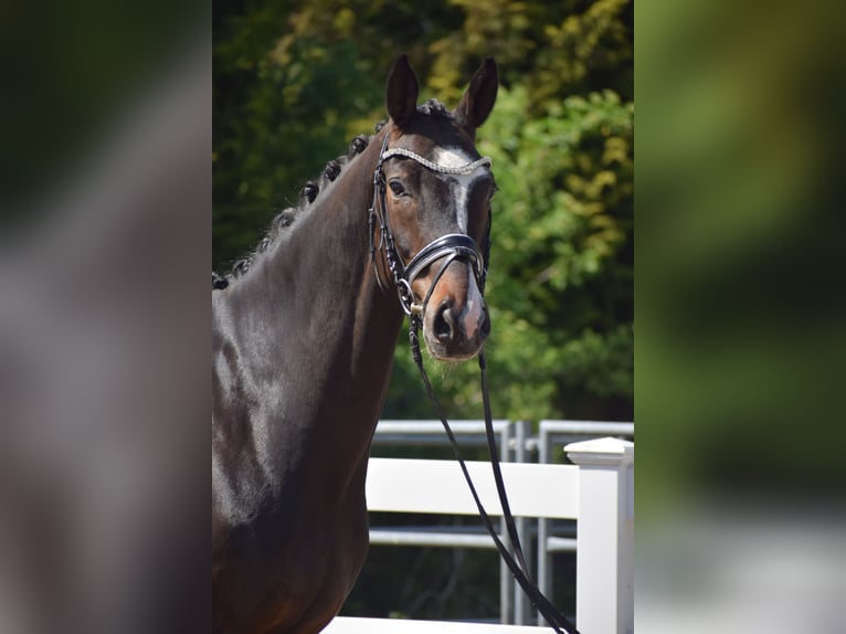 Hannoveriano Caballo castrado 7 años 174 cm Castaño oscuro in Dätgen