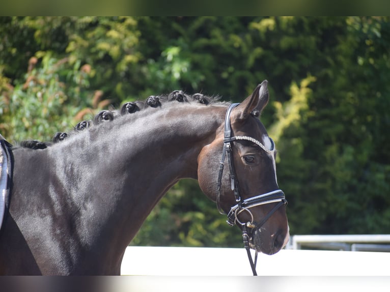 Hannoveriano Caballo castrado 7 años 174 cm Castaño oscuro in Dätgen