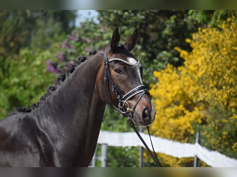 Hannoveriano Caballo castrado 7 años 174 cm Castaño oscuro in Dätgen