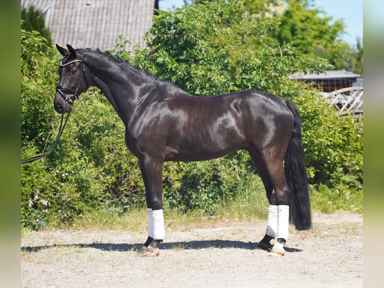 Hannoveriano Caballo castrado 7 años 174 cm Negro in Hohenfelde