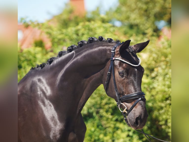 Hannoveriano Caballo castrado 7 años 174 cm Negro in Hohenfelde