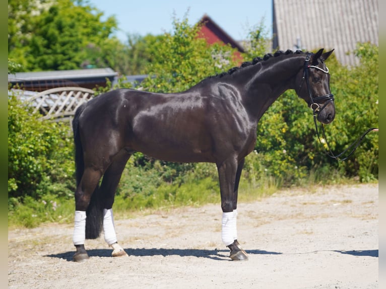 Hannoveriano Caballo castrado 7 años 174 cm Negro in Hohenfelde