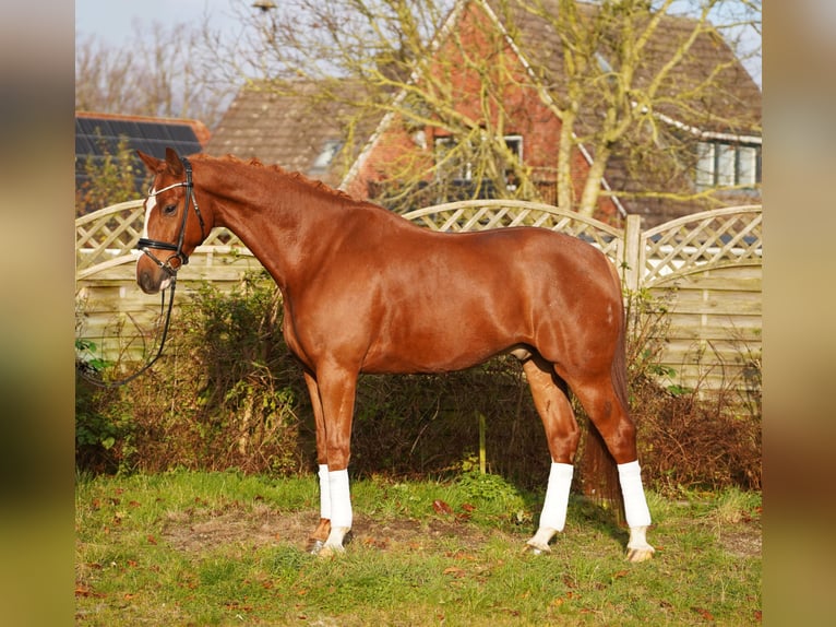 Hannoveriano Caballo castrado 7 años 175 cm Alazán in Hohenfelde