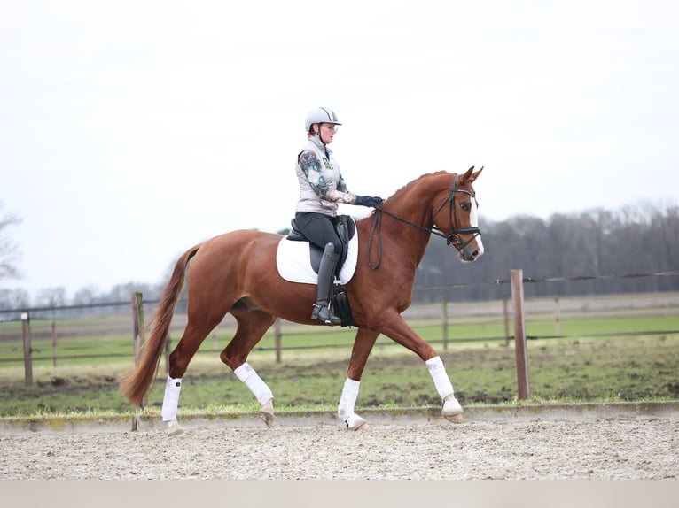 Hannoveriano Caballo castrado 7 años 175 cm Alazán in Haaksbergen