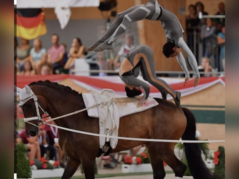 Hannoveriano Caballo castrado 7 años 175 cm Alazán in Berne