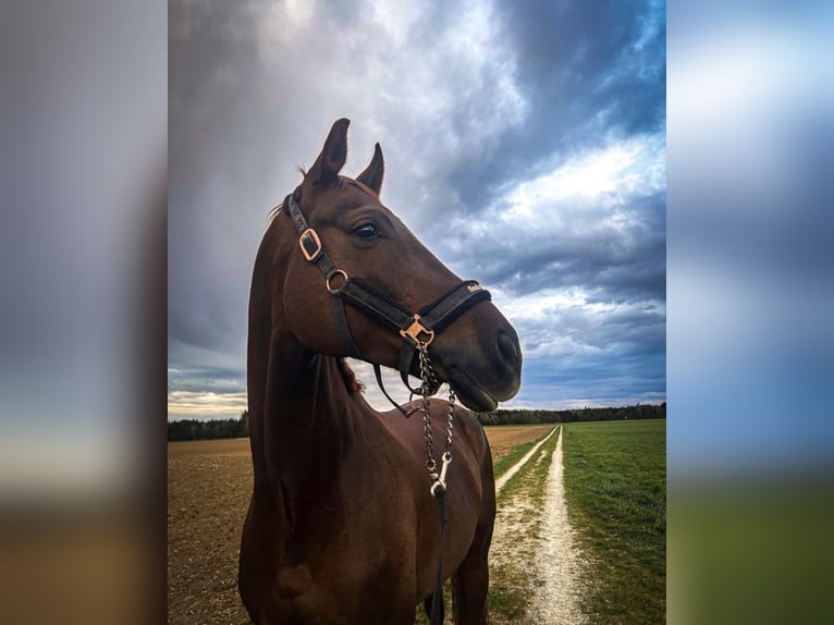 Hannoveriano Caballo castrado 7 años 175 cm Alazán-tostado in Brunnthal