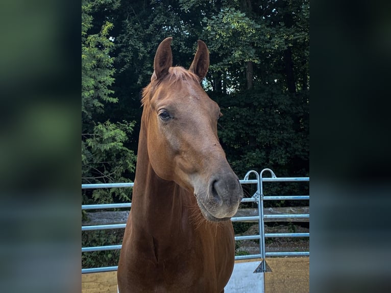 Hannoveriano Caballo castrado 7 años 175 cm Alazán-tostado in BrunnthalBrunnthal