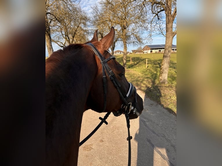 Hannoveriano Caballo castrado 7 años 175 cm in Brunnthal