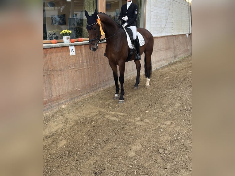 Hannoveriano Caballo castrado 7 años 175 cm Castaño in Sankt Ingbert