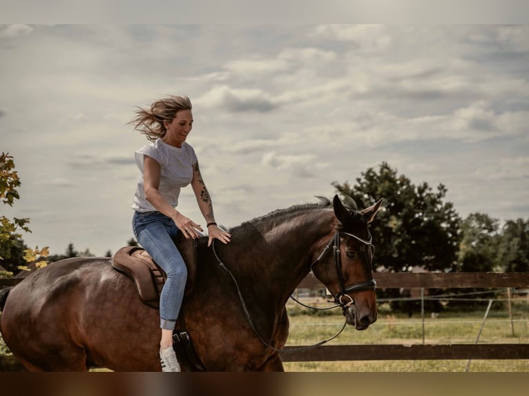 Hannoveriano Caballo castrado 7 años 175 cm Castaño in Römstedt